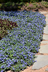 Blue My Mind Morning Glory (Evolvulus 'USEVO1201') at A Very Successful Garden Center