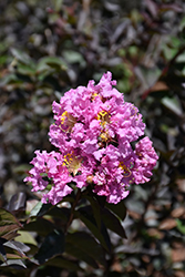 Delta Eclipse Crapemyrtle (Lagerstroemia indica 'Deleb') at A Very Successful Garden Center