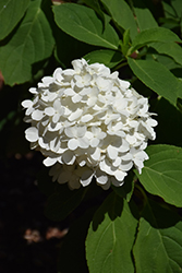 White Wedding Hydrangea (Hydrangea paniculata 'LeeP1') at A Very Successful Garden Center
