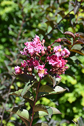Delta Fusion Crapemyrtle (Lagerstroemia indica 'Delee') at A Very Successful Garden Center