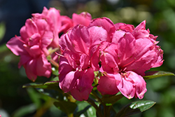 Encore Autumn Jewel Azalea (Rhododendron 'Robleu') at A Very Successful Garden Center