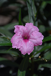 Mayan Pink Mexican Petunia (Ruellia simplex 'Mayan Pink') at A Very Successful Garden Center