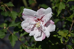 Strawberry Smoothie Rose of Sharon (Hibiscus syriacus 'DS02SS') at A Very Successful Garden Center