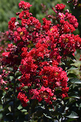 Princess Zoey Crapemyrtle (Lagerstroemia 'GA 0702') at A Very Successful Garden Center