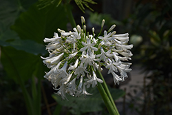 Getty White Agapanthus (Agapanthus praecox 'Getty White') at A Very Successful Garden Center
