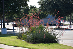 Red Yucca (Hesperaloe parviflora) at Stonegate Gardens