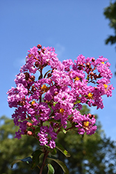 Catawba Crapemyrtle (Lagerstroemia indica 'Catawba') at A Very Successful Garden Center