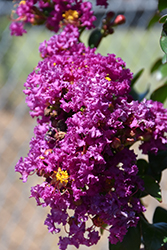 Bellini Grape Crapemyrtle (Lagerstroemia indica 'Congrabel') at Stonegate Gardens