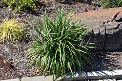 Purple Explosion Lily Turf (Liriope muscari 'EXC 051') at A Very Successful Garden Center