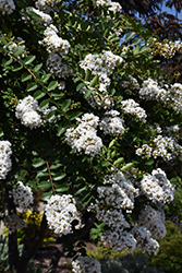 Acoma Crapemyrtle (Lagerstroemia 'Acoma') at A Very Successful Garden Center