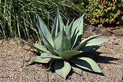 Vanzie Whale's Tongue Agave (Agave ovatifolia 'Vanzie') at Lakeshore Garden Centres