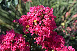 Princess Kylie Crapemyrtle (Lagerstroemia 'GA 0803') at A Very Successful Garden Center