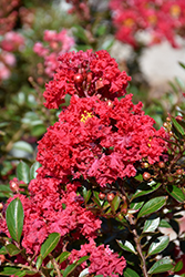 Cherry Dazzle Crapemyrtle (Lagerstroemia indica 'Gamad 1') at Lakeshore Garden Centres