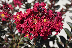 Double Feature Crapemyrtle (Lagerstroemia indica 'Whit IX') at Lakeshore Garden Centres