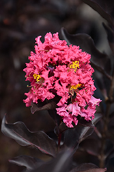 Ebony Rose Crapemyrtle (Lagerstroemia 'Ebony Rose') at A Very Successful Garden Center