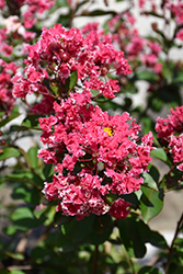Peppermint Lace Crapemyrtle (Lagerstroemia indica 'Peppermint Lace') at A Very Successful Garden Center