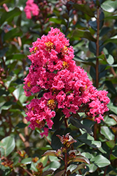 Pink Velour Crapemyrtle (Lagerstroemia indica 'Whit III') at Lakeshore Garden Centres