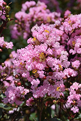 Rhapsody In Pink Crapemyrtle (Lagerstroemia indica 'Whit VIII') at A Very Successful Garden Center