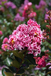 Raspberry Sundae Crapemyrtle (Lagerstroemia indica 'Whit I') at A Very Successful Garden Center