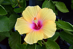 Social Butterfly Hollywood Hibiscus (Hibiscus rosa-sinensis 'Social Butterfly') at A Very Successful Garden Center