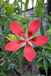 Scarlet Rose Mallow (Hibiscus coccineus) at A Very Successful Garden Center