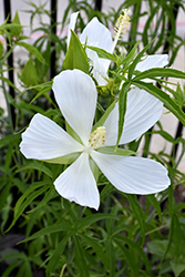 White Swamp Hibiscus (Hibiscus coccineus 'Albus') at A Very Successful Garden Center