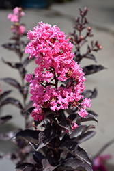 Ebony Rose Crapemyrtle (Lagerstroemia 'Ebony Rose') at A Very Successful Garden Center