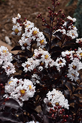 Ebony And Ivory Crapemyrtle (Lagerstroemia 'Ebony And Ivory') at A Very Successful Garden Center