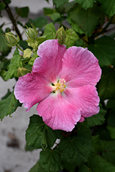 Pink Confederate Rose (Hibiscus mutabilis 'Rosea') at Lakeshore Garden Centres