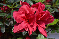 Bloom-A-Thon Red Azalea (Rhododendron 'RLH1-1P2') at A Very Successful Garden Center
