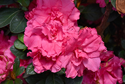 Bloom-A-Thon Pink Double Azalea (Rhododendron 'RLH1-2P8') at A Very Successful Garden Center