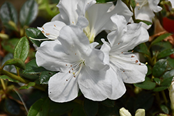 Encore Autumn Ivory Azalea (Rhododendron 'Roblev') at A Very Successful Garden Center