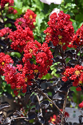 Ebony Flame Crapemyrtle (Lagerstroemia 'Ebony Flame') at A Very Successful Garden Center