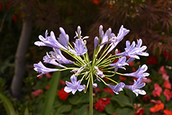 Blue African Agapanthus (Agapanthus africanus 'Blue') at A Very Successful Garden Center