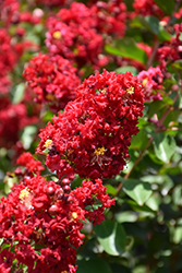 Colorama Scarlet Crapemyrtle (Lagerstroemia 'JM1') at A Very Successful Garden Center