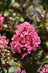 Coral Magic Crapemyrtle (Lagerstroemia 'Coral Magic') at Stonegate Gardens