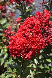 Red Magic Crapemyrtle (Lagerstroemia 'PIILAG-VI') at A Very Successful Garden Center