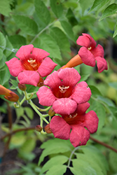Madame Rosy Trumpetvine (Campsis 'HOMR') at Stonegate Gardens