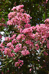 Peppermint Lace Crapemyrtle (Lagerstroemia indica 'Peppermint Lace') at A Very Successful Garden Center