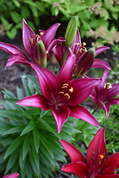 Black Out Lily (Lilium 'Black Out') at A Very Successful Garden Center