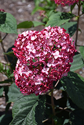 Invincibelle Ruby Hydrangea (Hydrangea arborescens 'NCHA3') at A Very Successful Garden Center