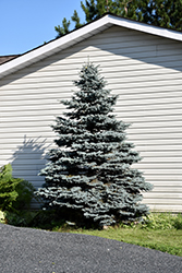 Blue Select Colorado Spruce (Picea pungens 'Blue Select') at Stonegate Gardens