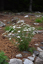 Common Yarrow (Achillea millefolium) at A Very Successful Garden Center
