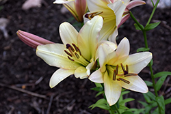 Silky Belles Lily (Lilium 'Silky Belles') at A Very Successful Garden Center