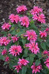 Cranberry Lace Beebalm (Monarda 'Cranberry Lace') at A Very Successful Garden Center