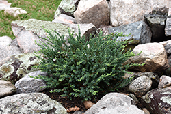 Spreading Common Juniper (Juniperus communis 'var. montana') at A Very Successful Garden Center