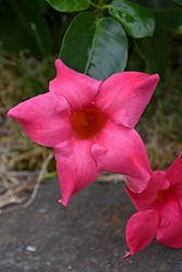 Madinia Coral Pink Mandevilla (Mandevilla 'Madinia Coral Pink') at A Very Successful Garden Center