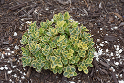 Lime Twister Stonecrop (Sedum 'Lime Twister') at A Very Successful Garden Center