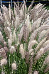Fountain Grass (Pennisetum setaceum) at A Very Successful Garden Center