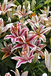 Dizzy Lily (Lilium 'Dizzy') at A Very Successful Garden Center
